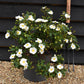 Cistus × hybridus corbariensis | Hybrid Rock Rose - 40-60cm - 10lt