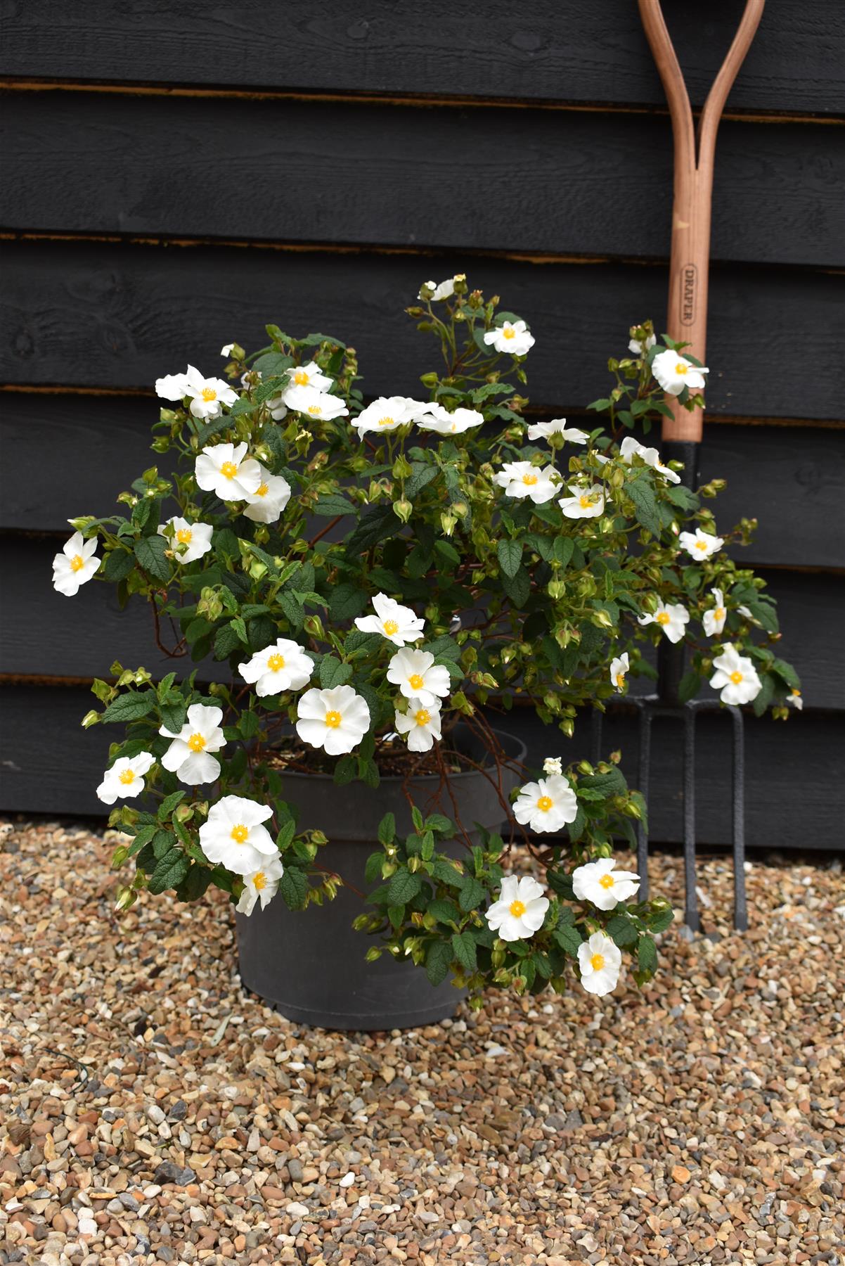 Cistus × hybridus corbariensis | Hybrid Rock Rose - 40-60cm - 10lt