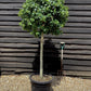 Ilex Nellie R Stevens | Holly 'Nellie R. Stevens' - Clear Stem - 210cm - 55lt