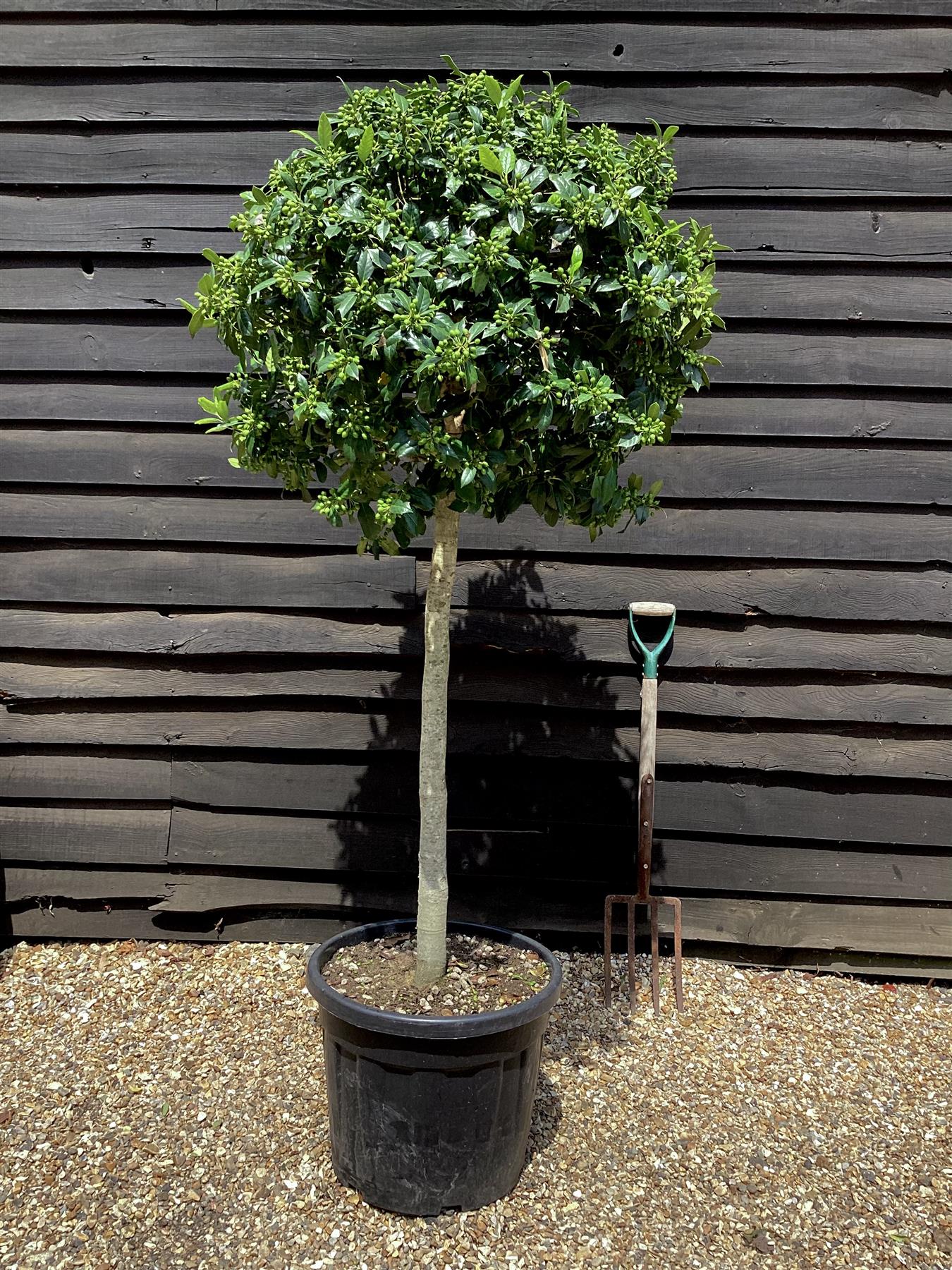 Ilex Nellie R Stevens | Holly 'Nellie R. Stevens' - Clear Stem - 210cm - 55lt