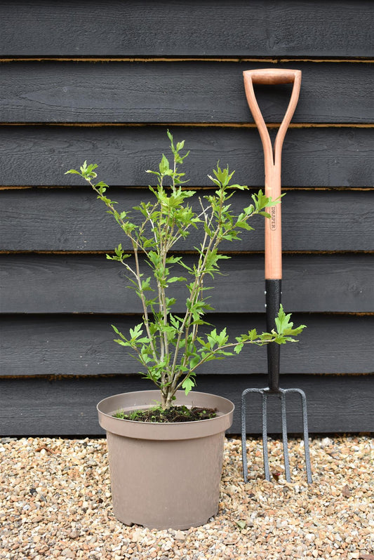 Hibiscus syriacus 'Leopoldii' | Rose of Sharon 'Leopoldii' - 50-60cm, 10lt