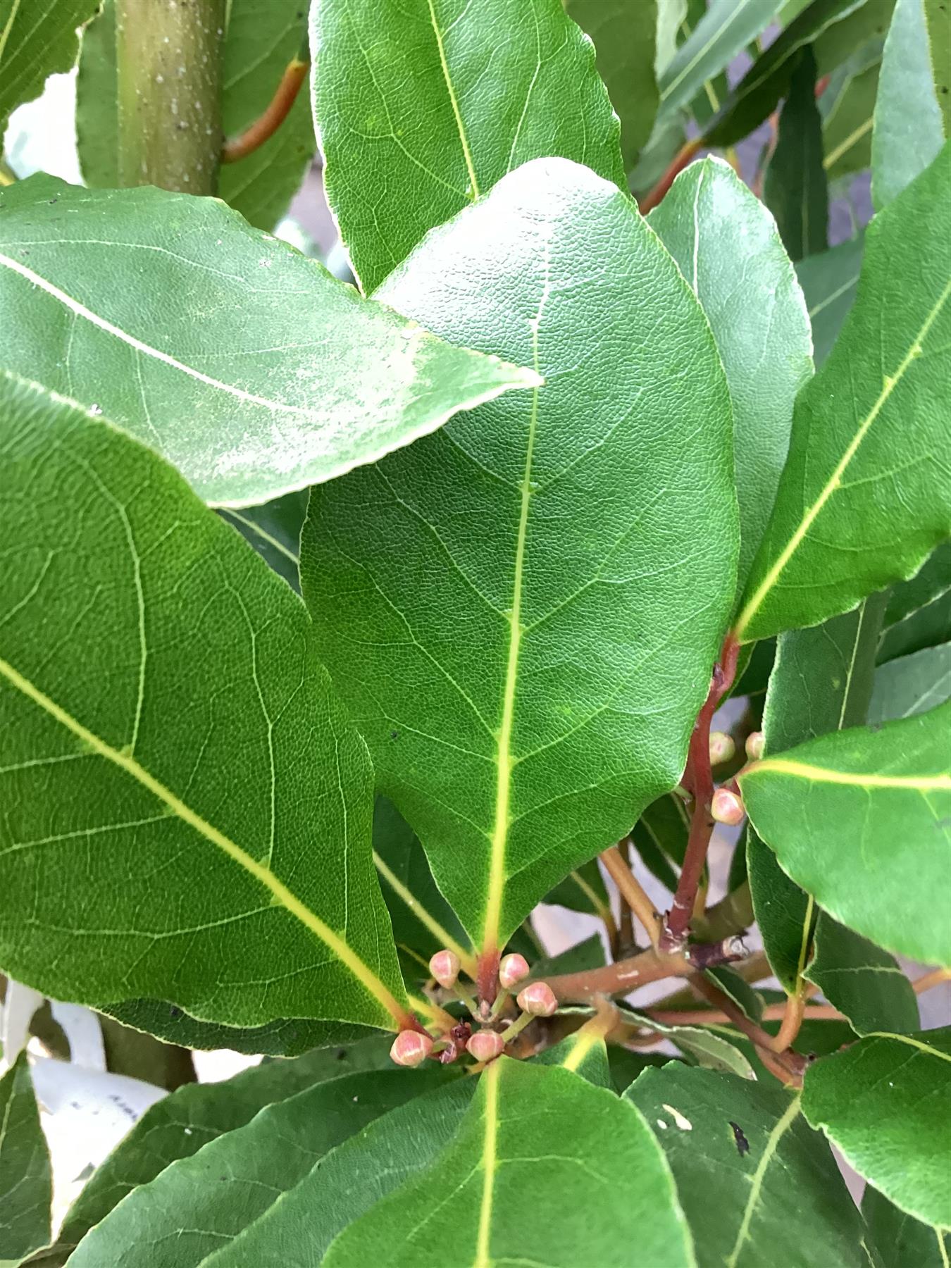 Laurus nobilis | Bay laurel - 10lt