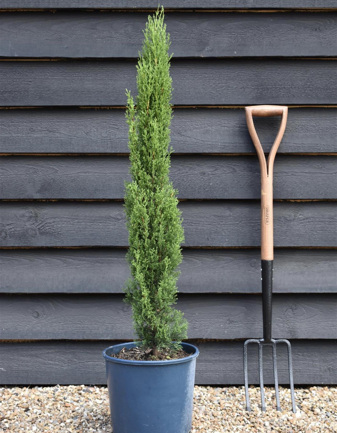 Cupressus sempervirens 'Pyramidalis' - 60-80cm, 10lt