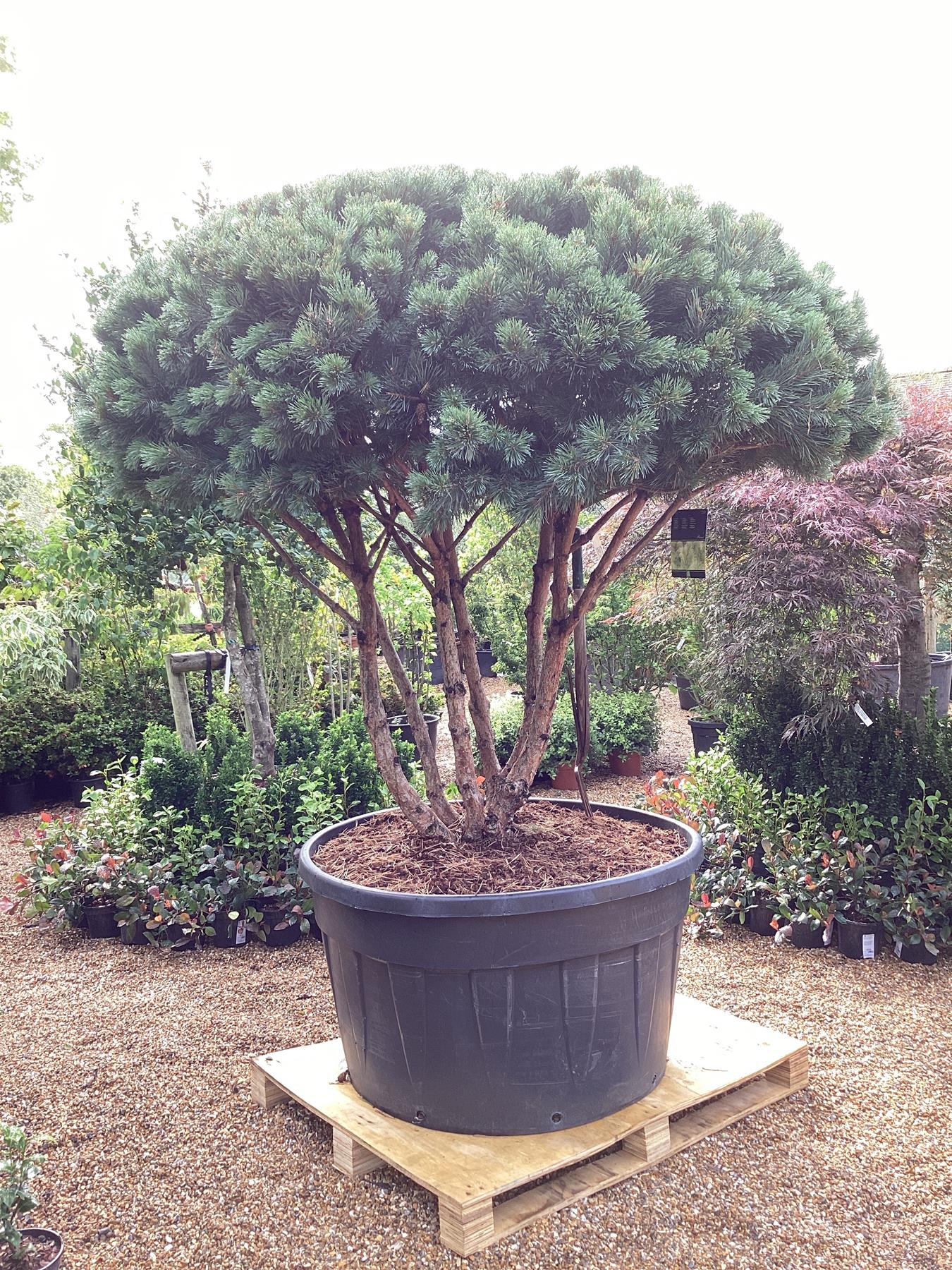 Pinus sylvestris 'Watereri' | Scots pine - Multistem - Parachute - Huge - Unique -  225cm - 500lt