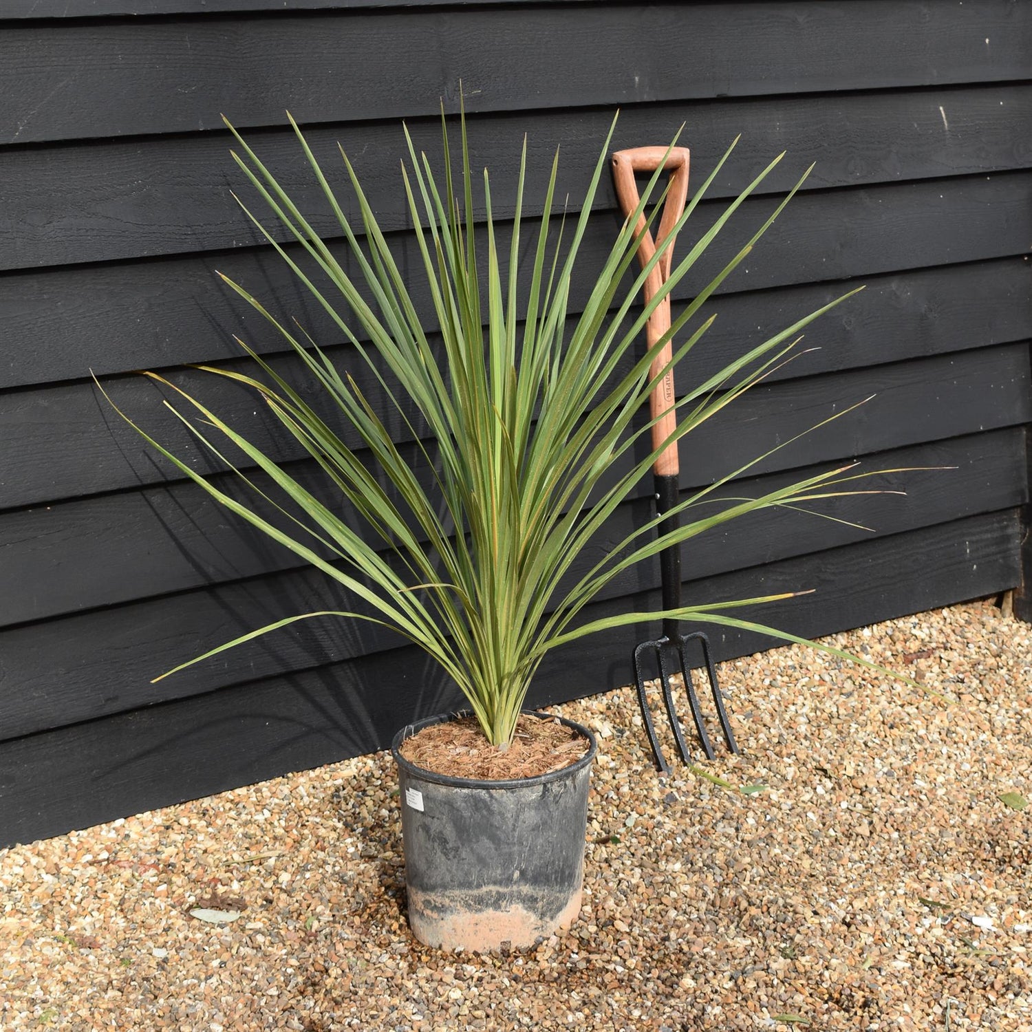 Cordyline indivisa | Mountain Cabbage Tree - 90-110cm, 20lt