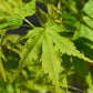 Japanese maple 'Going Green' | Acer palmatum - Bushy - Height 150-180cm - 20-25lt