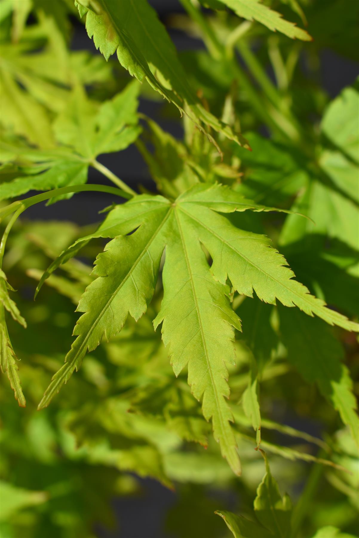 Japanese maple 'Going Green' | Acer palmatum - Bushy - Height 150-180cm - 20-25lt