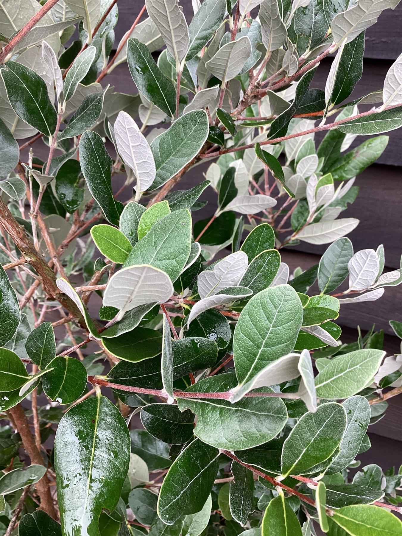 Feijoa (acca) sellowiana | Pineapple Guava Tree - 90-120cm, 25lt