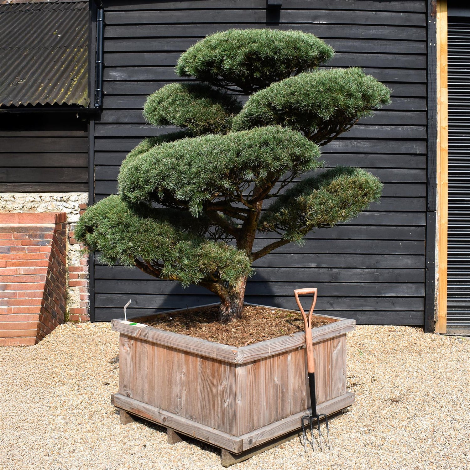 Pinus sylvestris 'Watereri' - Cloud Bonsai - Specimen 1 - Height 190cm - Width 180cm - Wooden Box 115 x 115cm - 800lt