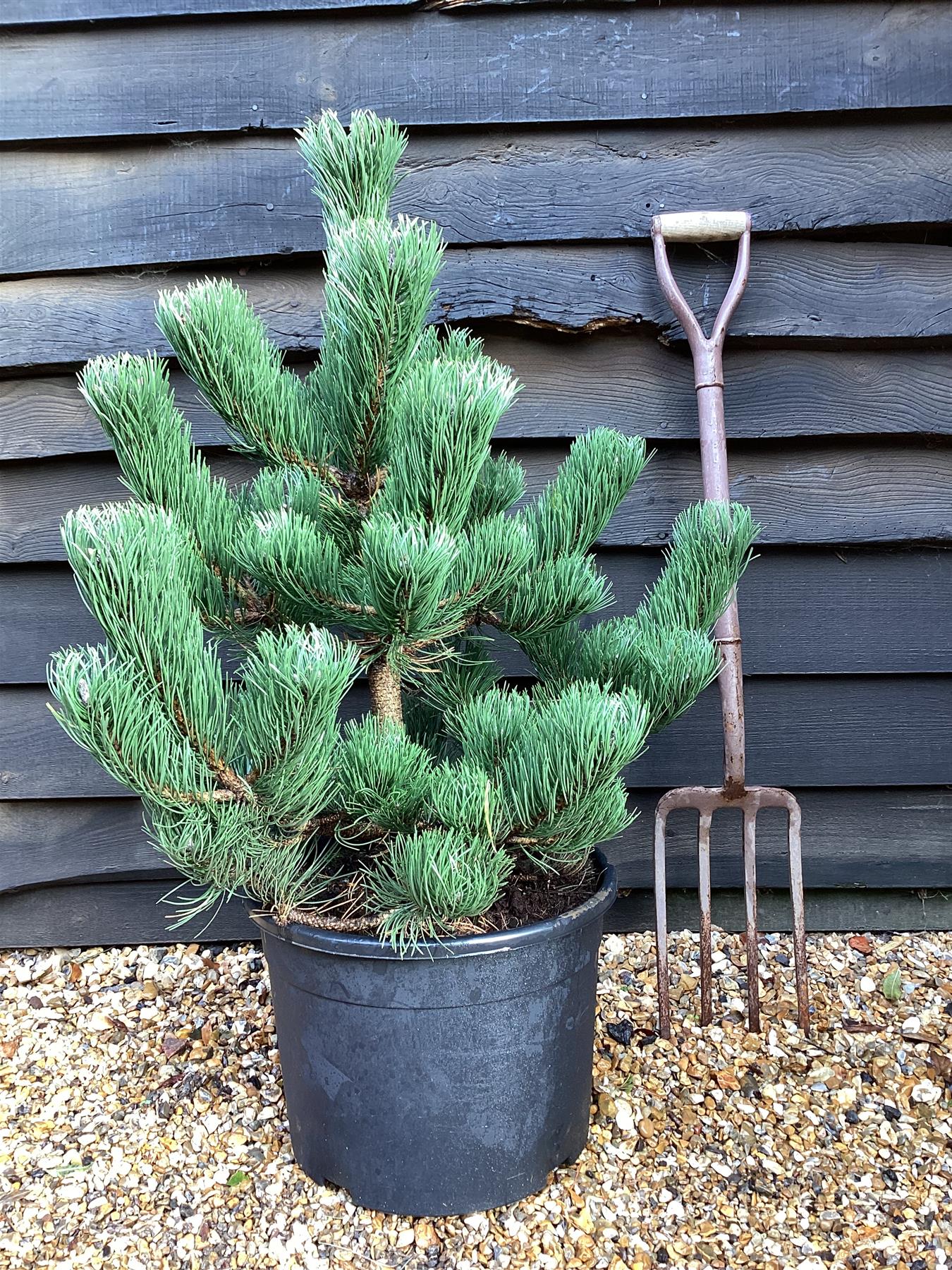 Pinus nigra 'Oregon Green' | Austrian pine 'Oregon Green' - Height 100cm - Width 60-70 - 25lt