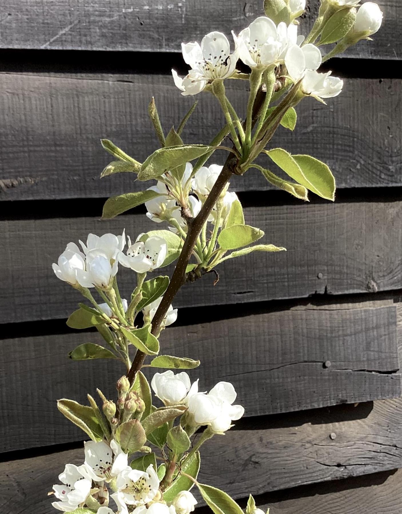 Pear Conference | Pyrus communis - Height 150-180cm, 10lt