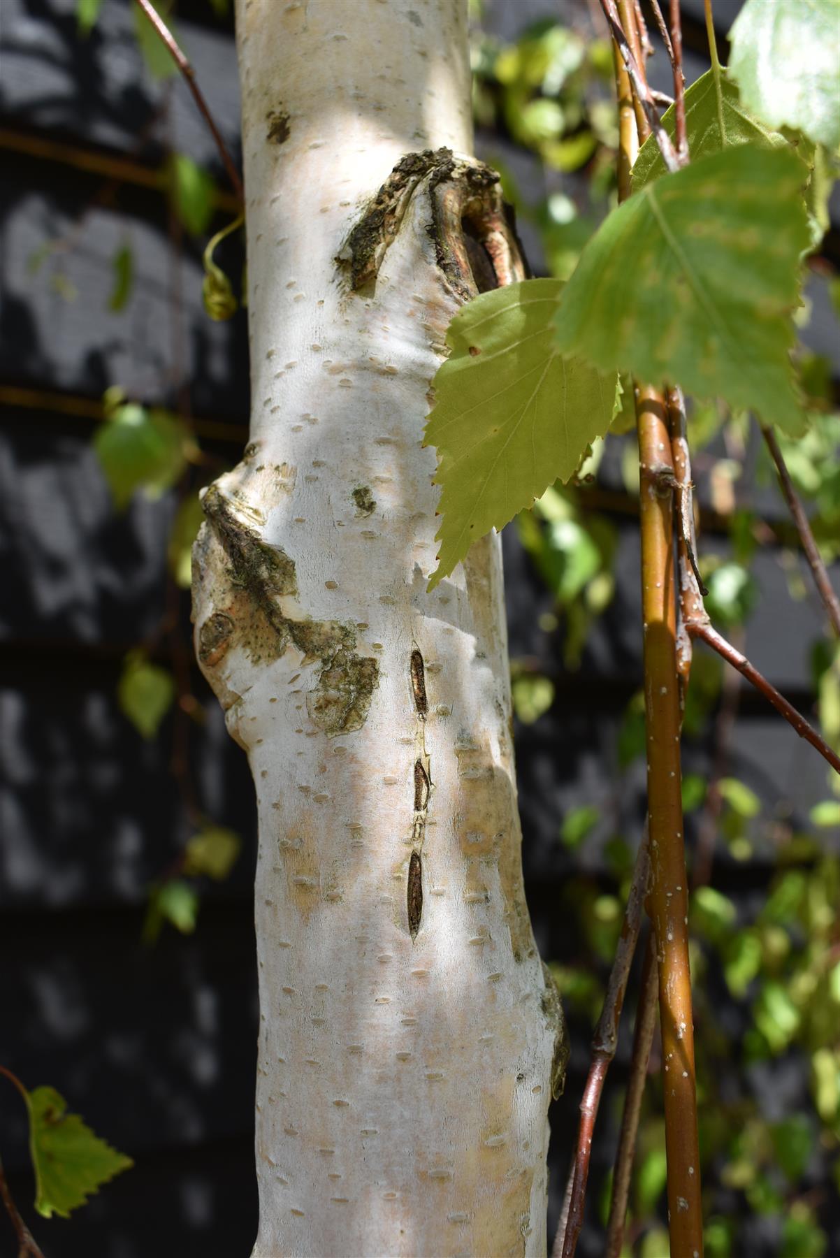 Betula pendula Youngii | Young’s Weeping Birch - 210-240cm, 45lt