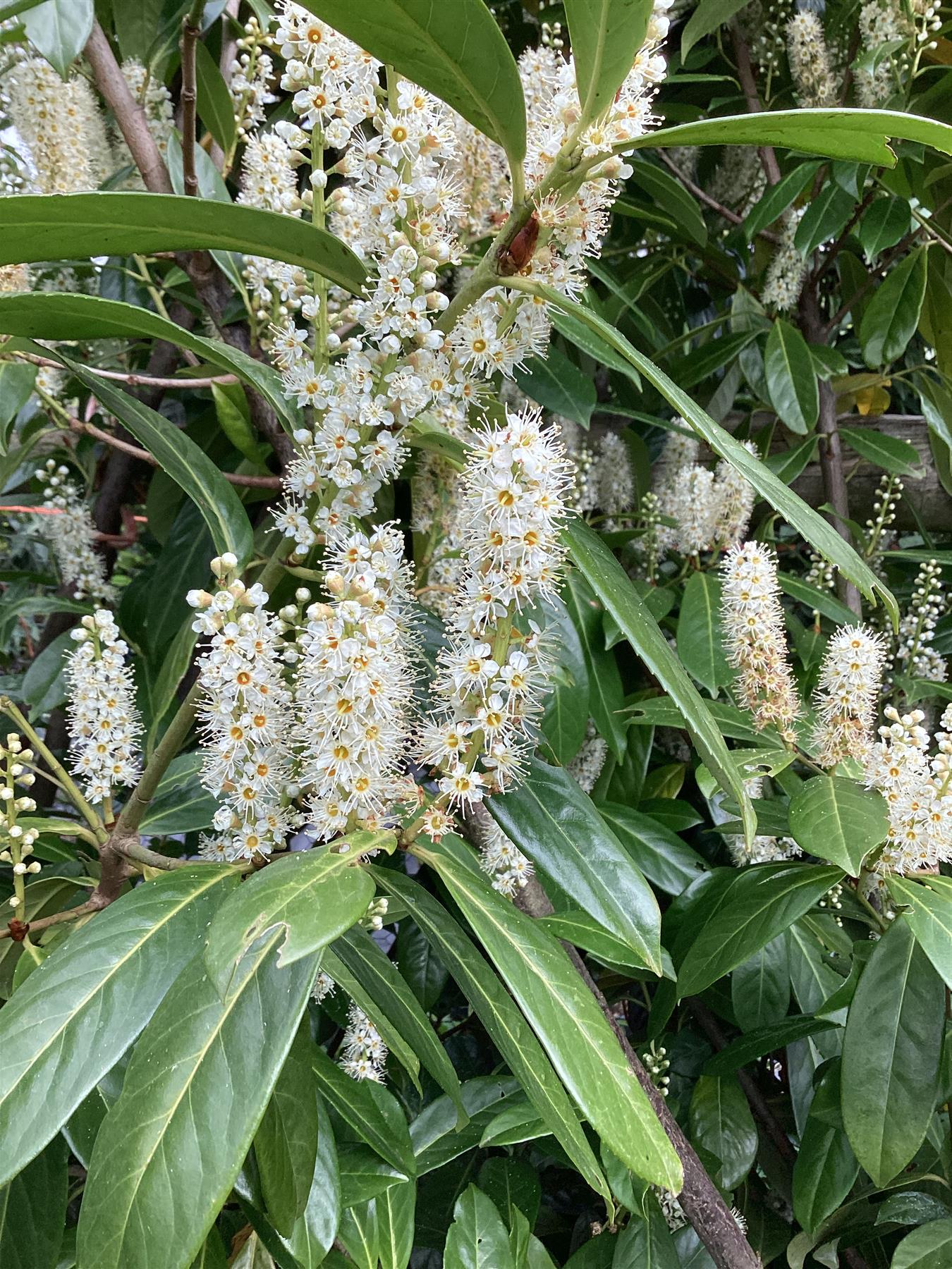 Cherry Laurel ‘Novita’ - 180-190cm, 20lt