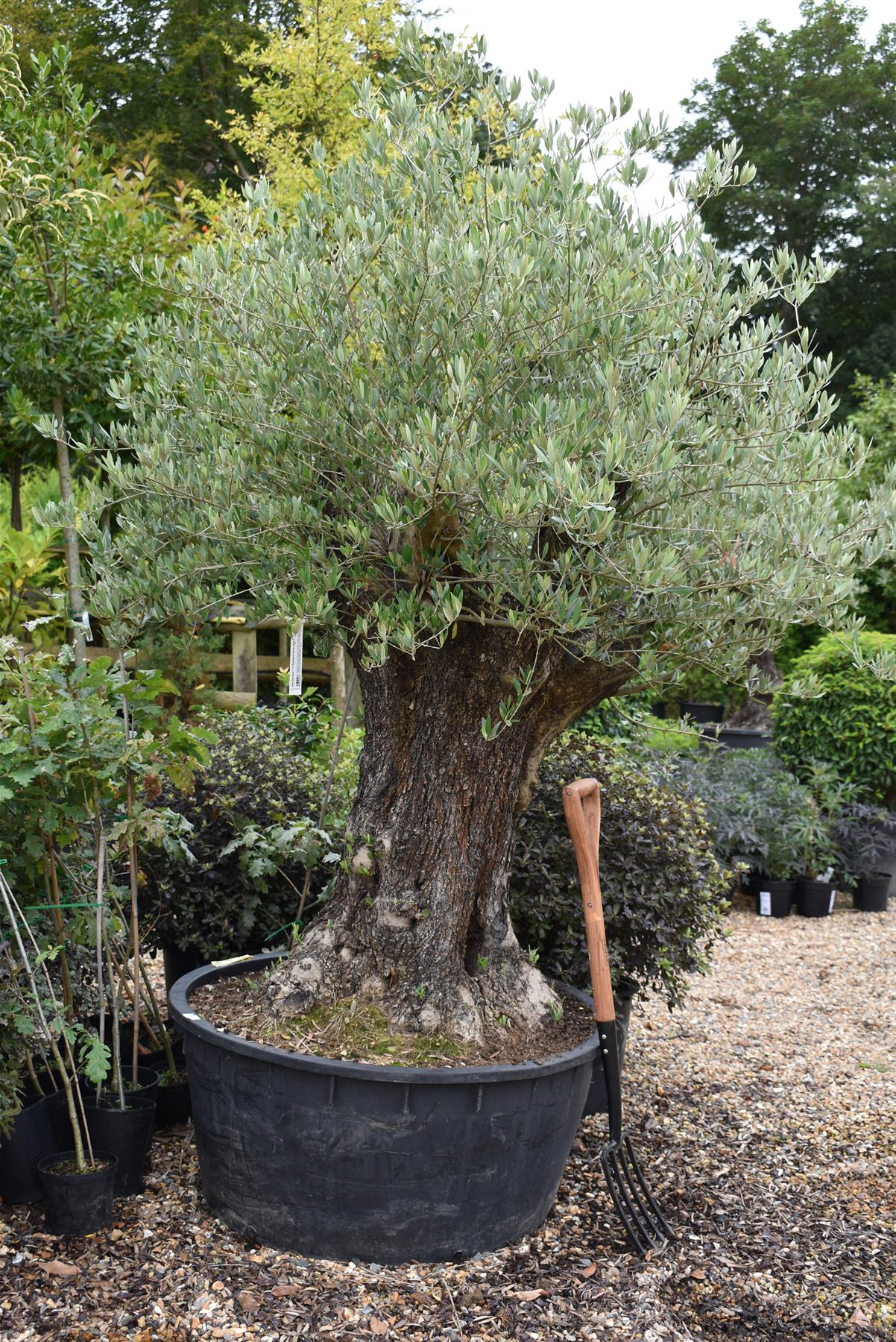 Olive Tree | Olea Europea 1/2 Standard 114cm girth - 175-185cm, 240lt