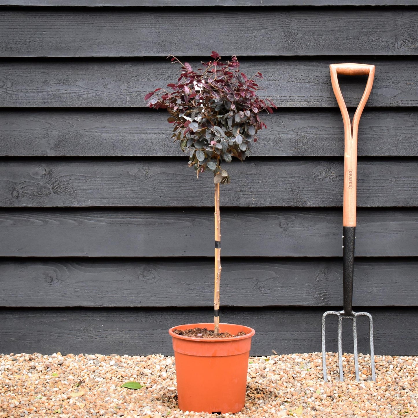 Loropetalum chinense 'Ever Red' | Chinese Fringe Flower -  Clear Ministem - Height 100cm - 7lt