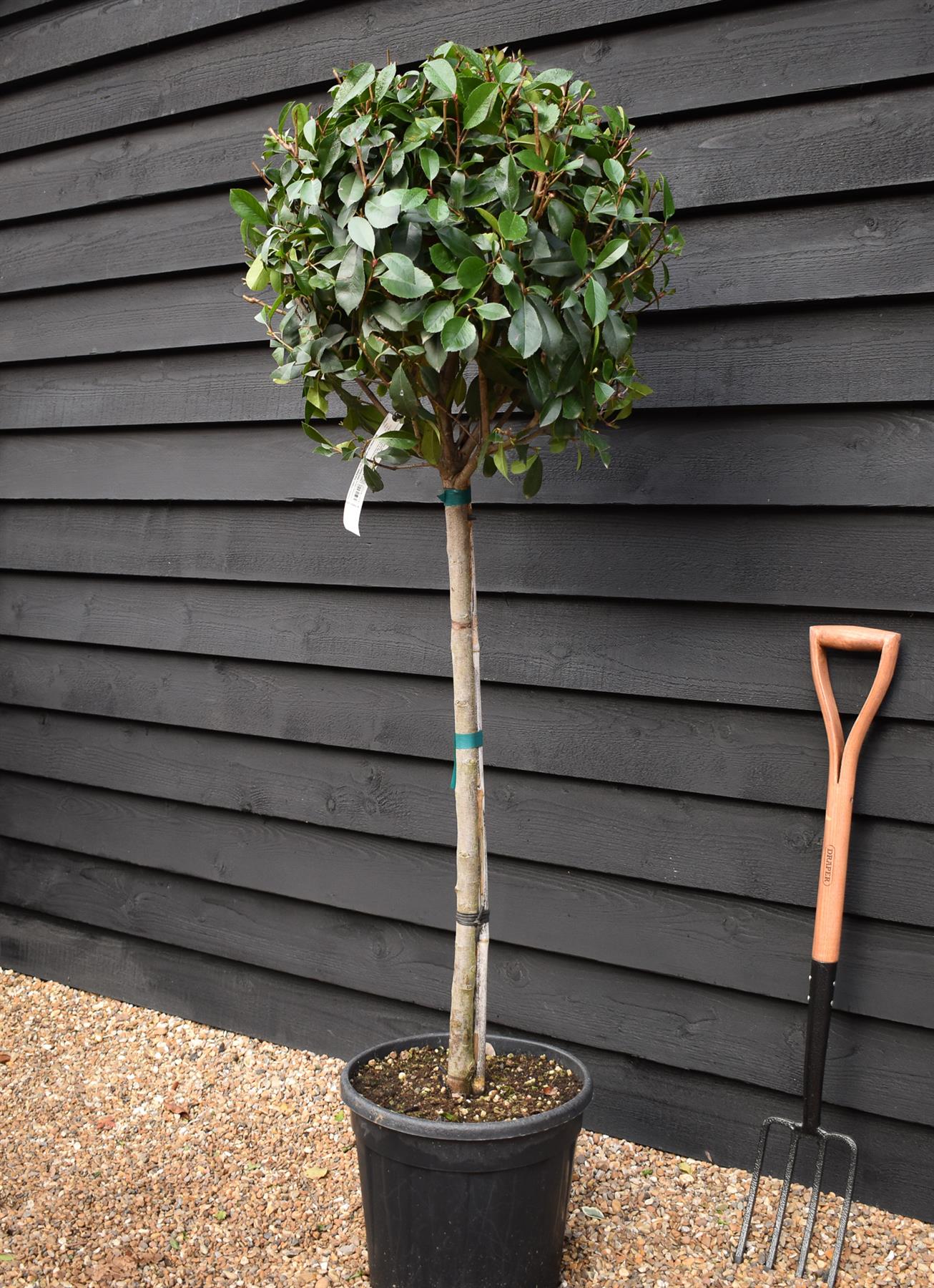 Photinia Red Robin | Christmas berry 'Little Red Robin' - 1/2 std - Height 150-160cm - 35lt