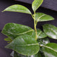 Camellia japonica 'Nobilissima' - Shrub - 3lt