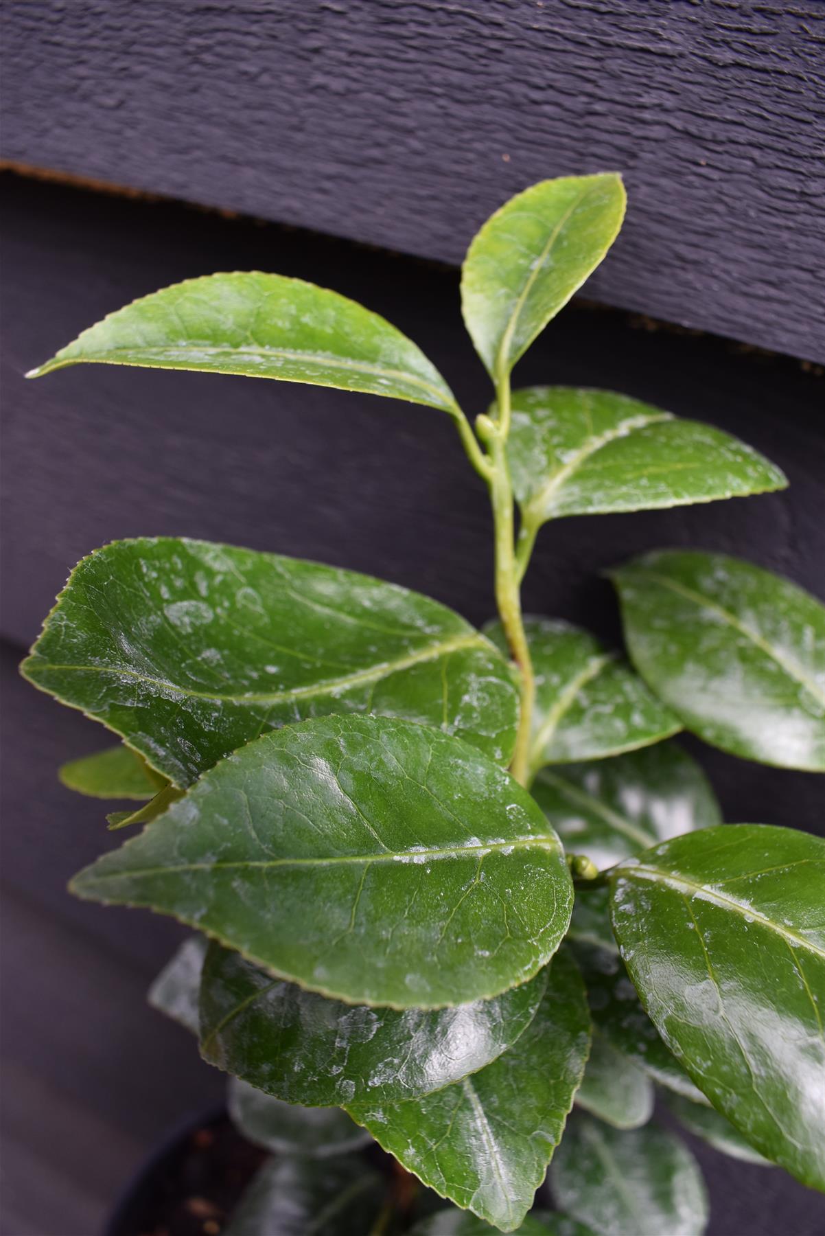 Camellia japonica 'Nobilissima' - Shrub - 3lt