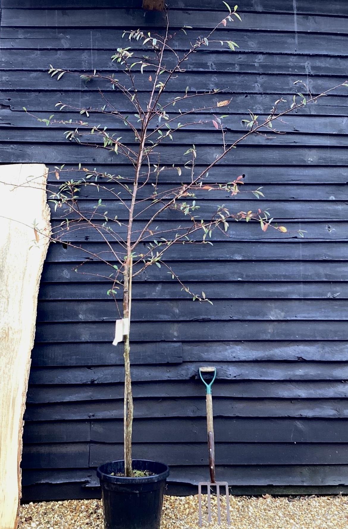 Cotoneaster Frigidus 'Cornubia' - 45lt