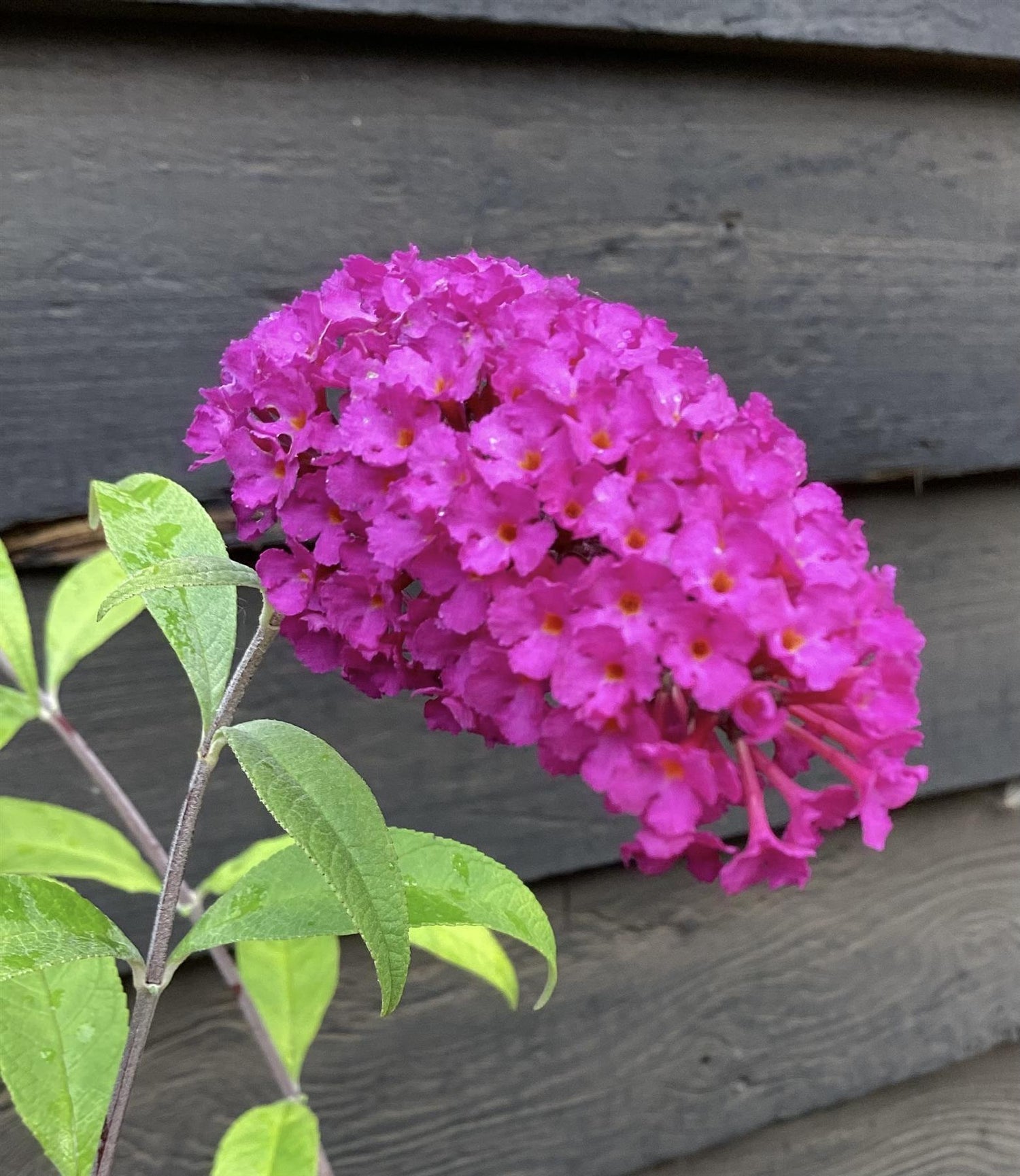 Buddleja Royal Red | Butterfly bush - 40-60cm, 10lt