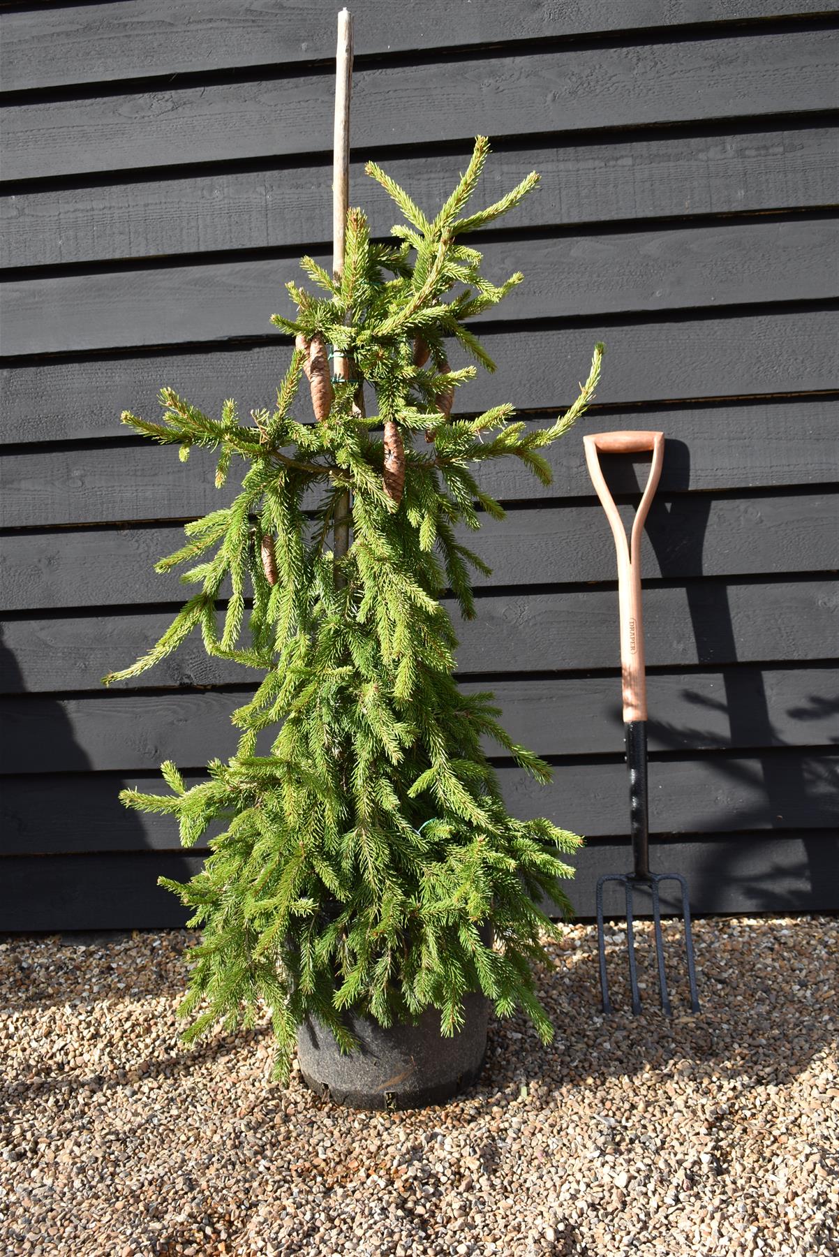 Picea abies 'Inversa' / Pendula| Norway spruce - Height 110-120cm - 35lt