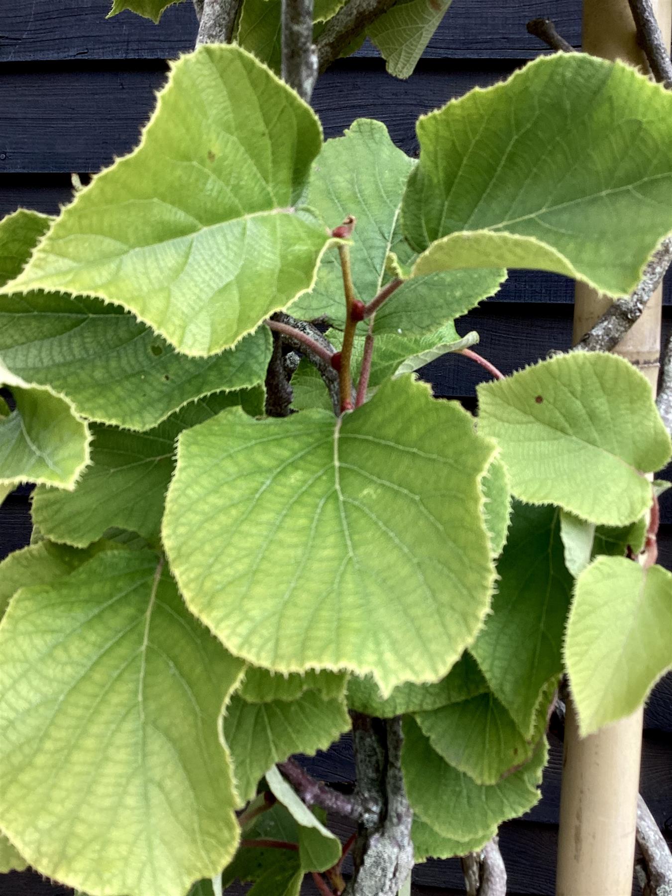 Actinidia deliciosa 'Jenny' - 210-220cm - 20lt