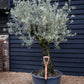 Olive Tree | Olea Europea - Specimen - Curved leaning gnarly - Trunk height 80cm - Height 200-220cm - Girth 70cm - 160lt