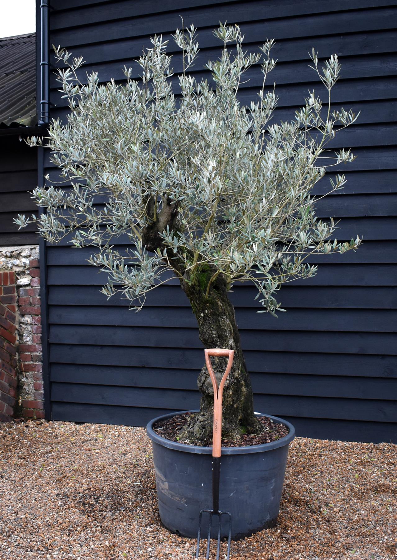 Olive Tree | Olea Europea - Specimen - Curved leaning gnarly - Trunk height 80cm - Height 200-220cm - Girth 70cm - 160lt