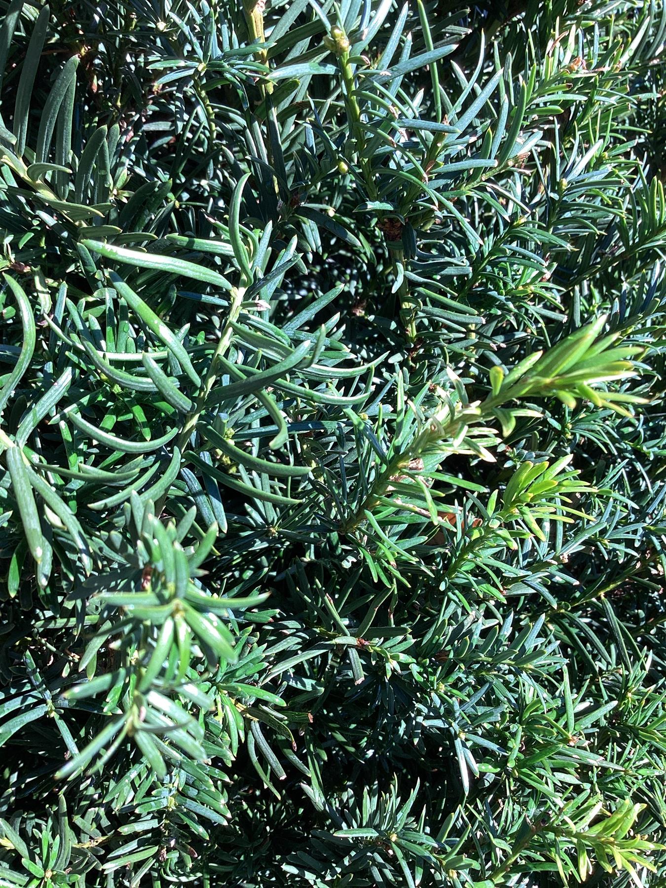 Taxus baccata - Cone - 240-250cm, 110lt