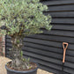 Olive Tree | Olea Europea 1/2 Std Girth 85cm - 210-220cm, 160lt