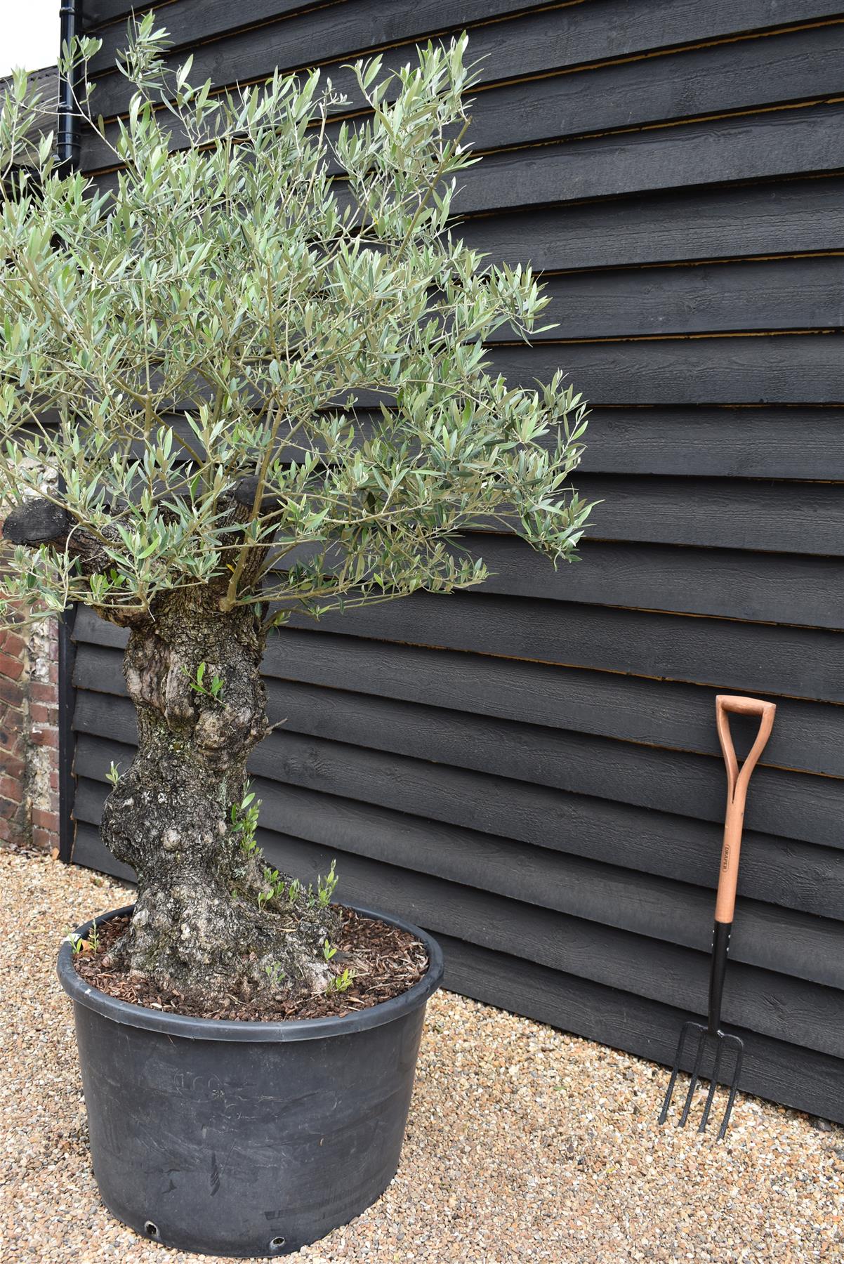 Olive Tree | Olea Europea 1/2 Std Girth 85cm - 210-220cm, 160lt