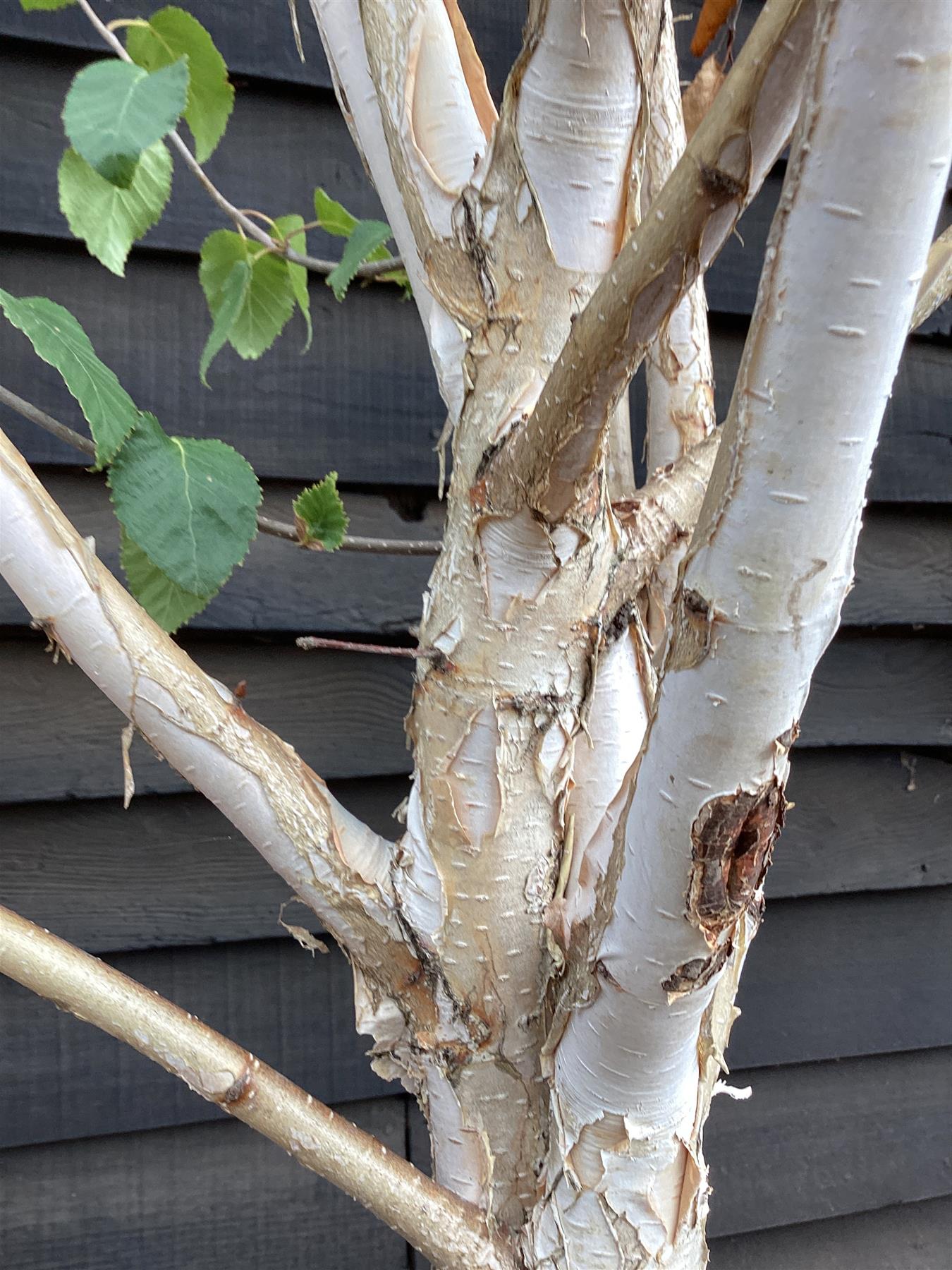 Betula utilis jacquemontii | Himalayan Birch Multistem - 300-400cm, 50lt