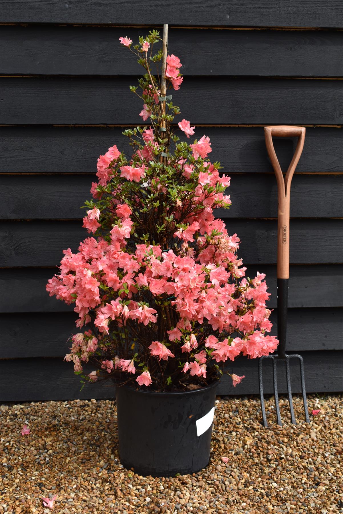 Azalea Japonica | Rhododendron - 115cm, 20lt