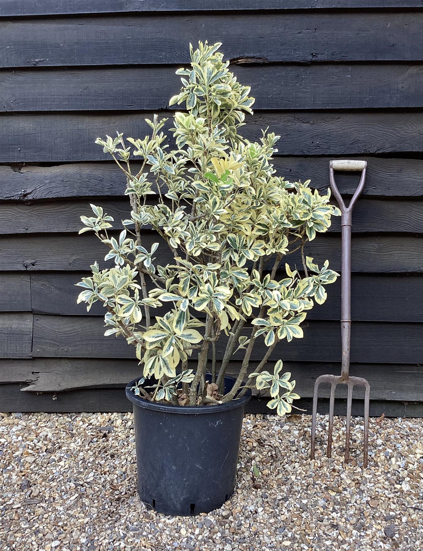 Euonymus japonicus 'Bravo' - 150-180cm, 30lt