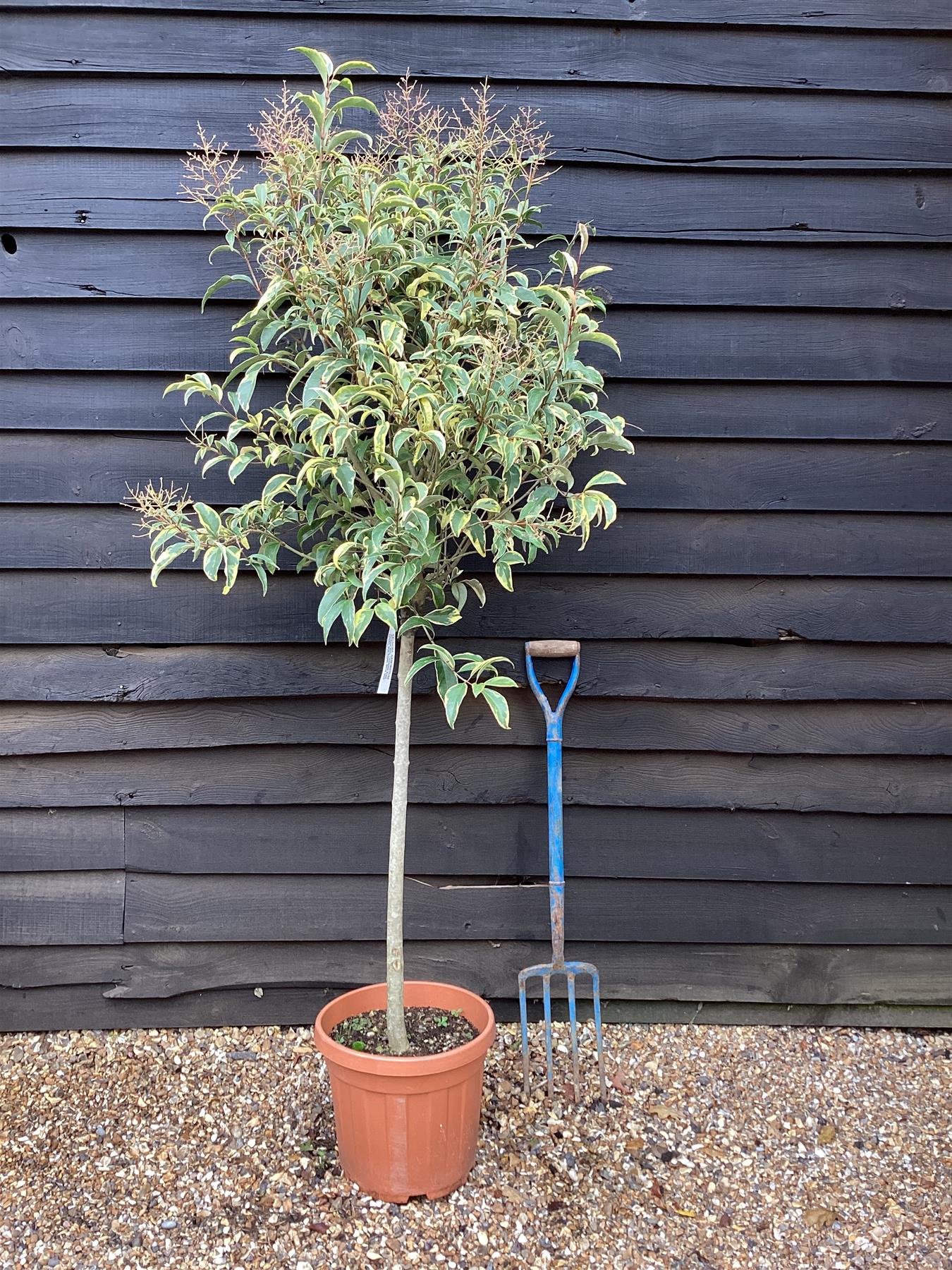 Ligustrum ovalifolium 'Aureum' | Golden Privet 1/2 Standard, Clear Stem - 80-120cm, 20lt