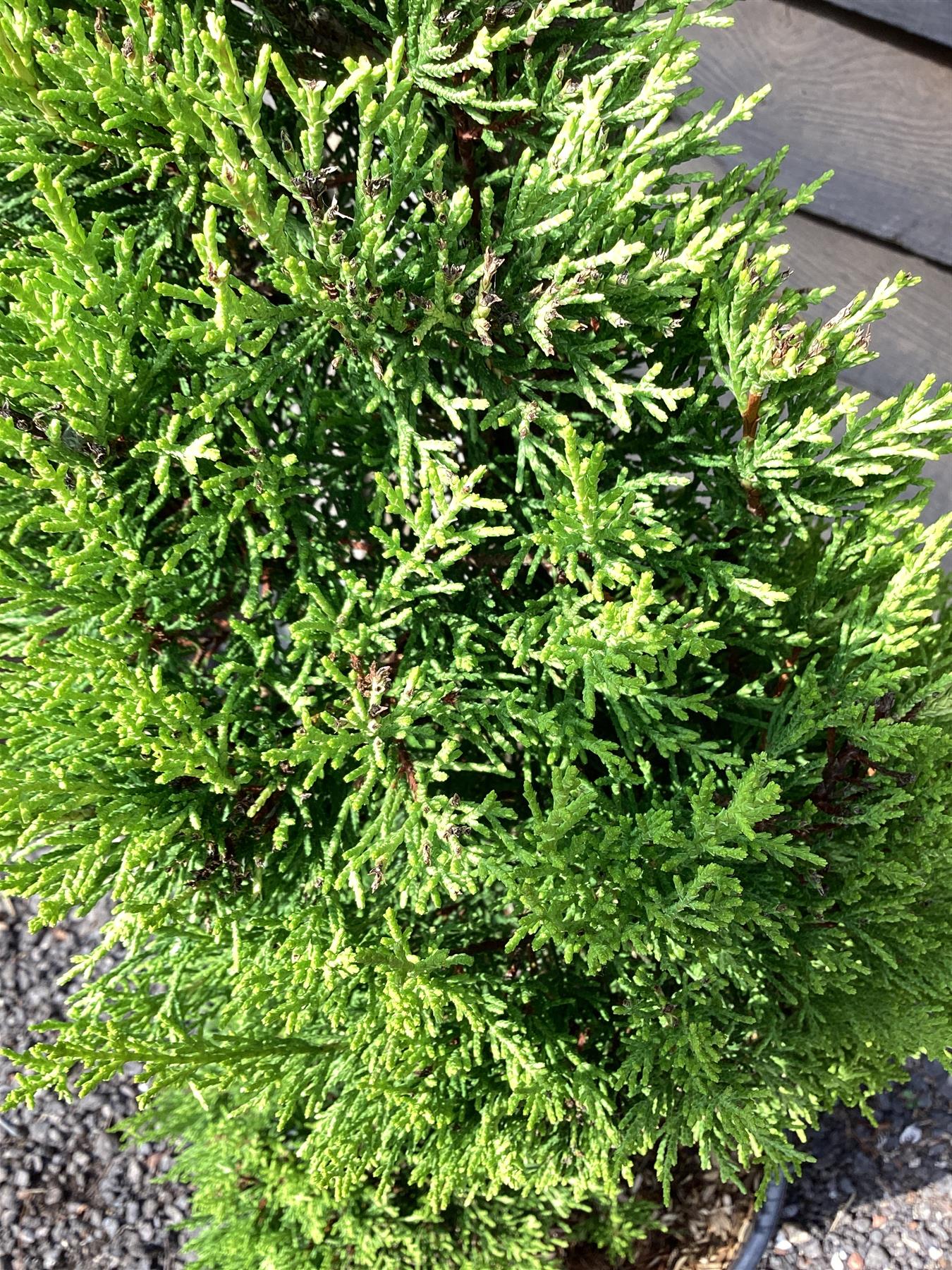 Cupressus macrocarpa 'Goldcrest' | Monterey cypress 'Goldcrest' - Spiral - 180-190cm, 20lt