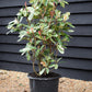 Photinia serratifolia - Pink Crispy - Bush - Shrub - Hedging - Height 110-120cm - 30lt