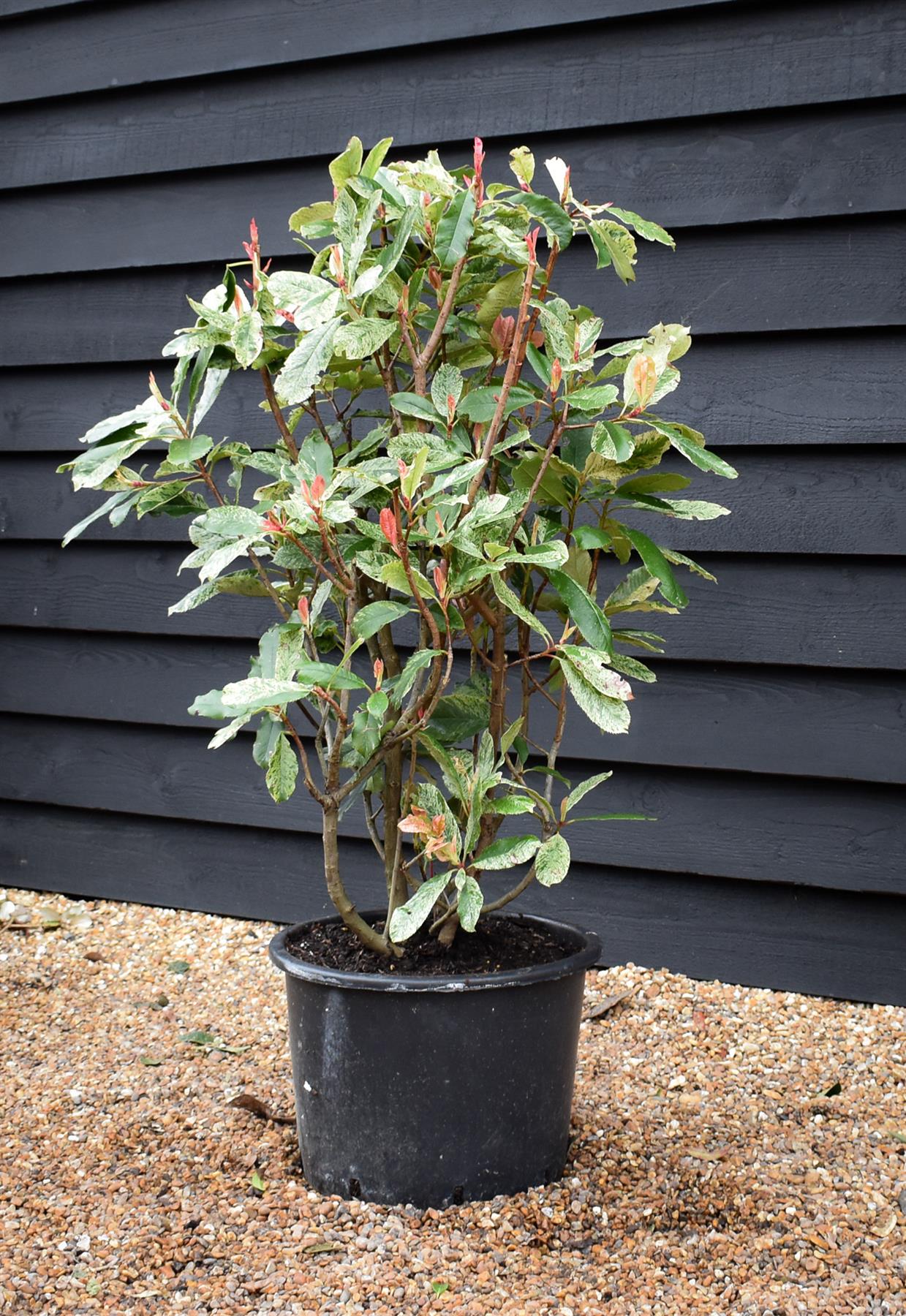 Photinia serratifolia - Pink Crispy - Bush - Shrub - Hedging - Height 110-120cm - 30lt