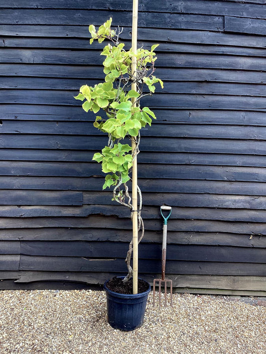 Actinidia deliciosa 'Jenny' - 200-220cm - 30lt