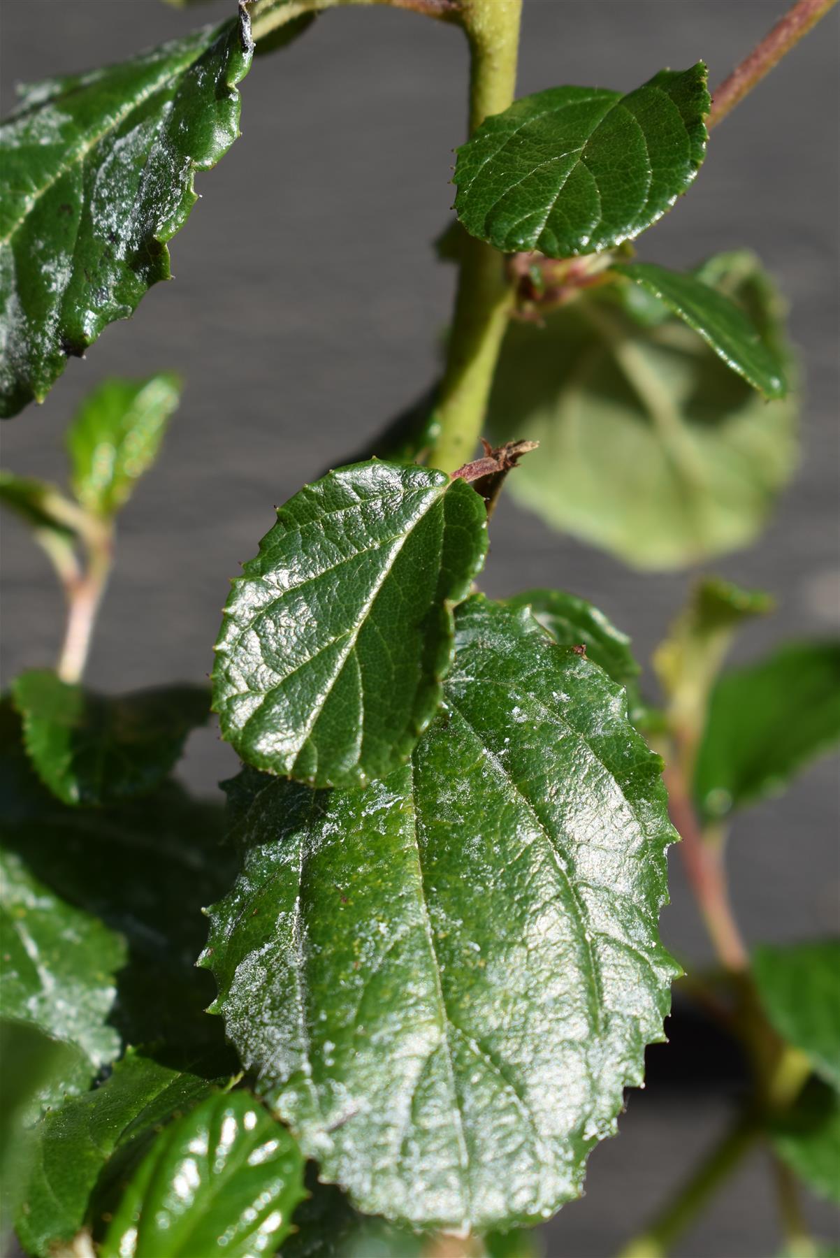 Ceanothus Autumnal Blue | Californian lilac ‘Autumnal Blue' - 15-35cm, 2lt