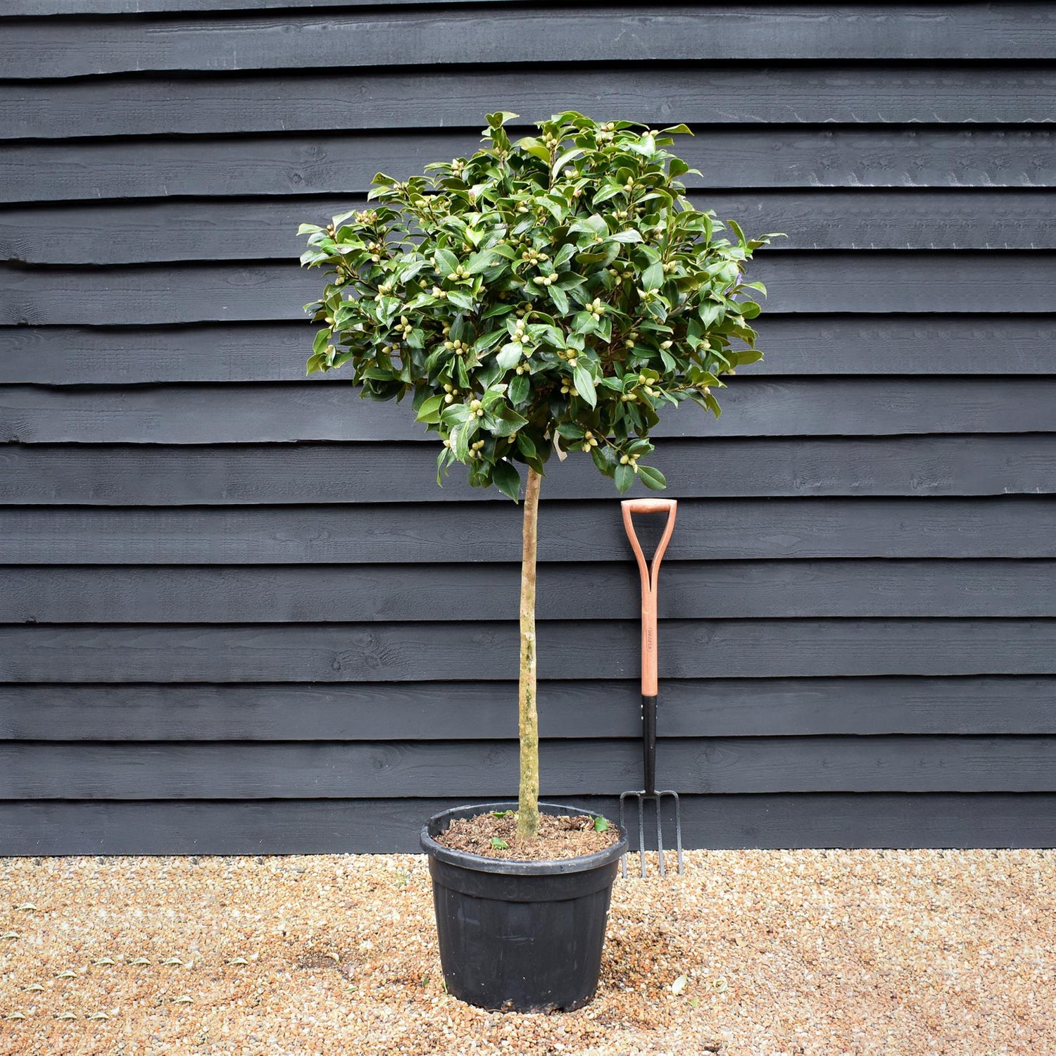 Camellia Japonica - Laurie Bray - Soft-Pink - Single Stem 100cm - Height 180cm - 45lt