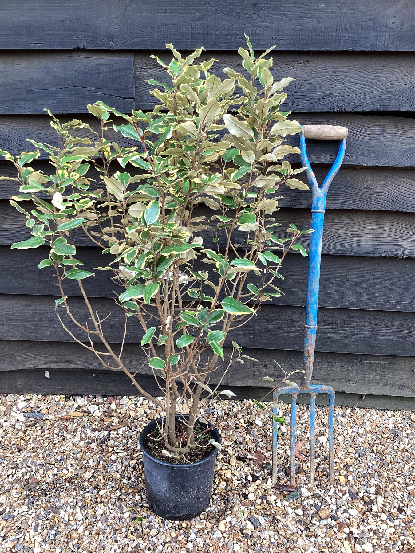 Elaeagnus 'Viveleg' Oleaster - 60-80cm, 10lt