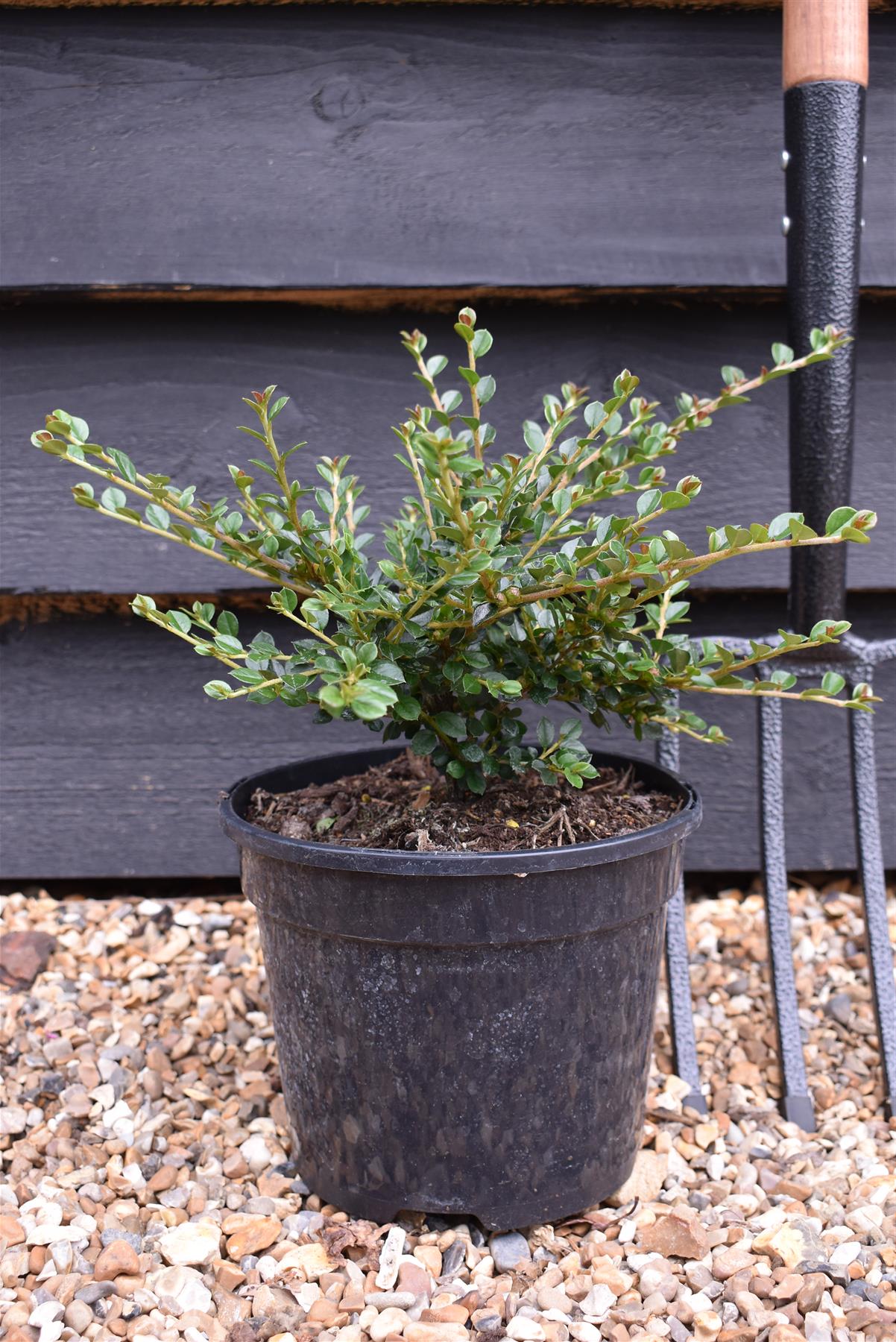 Cotoneaster 'horizontalis' - Height 10-20cm Width 15-50cm - 3lt