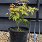 Acer palmatum 'Katsura' | Katsura Japanese Maple - Bushy - 20-40cm - 3lt