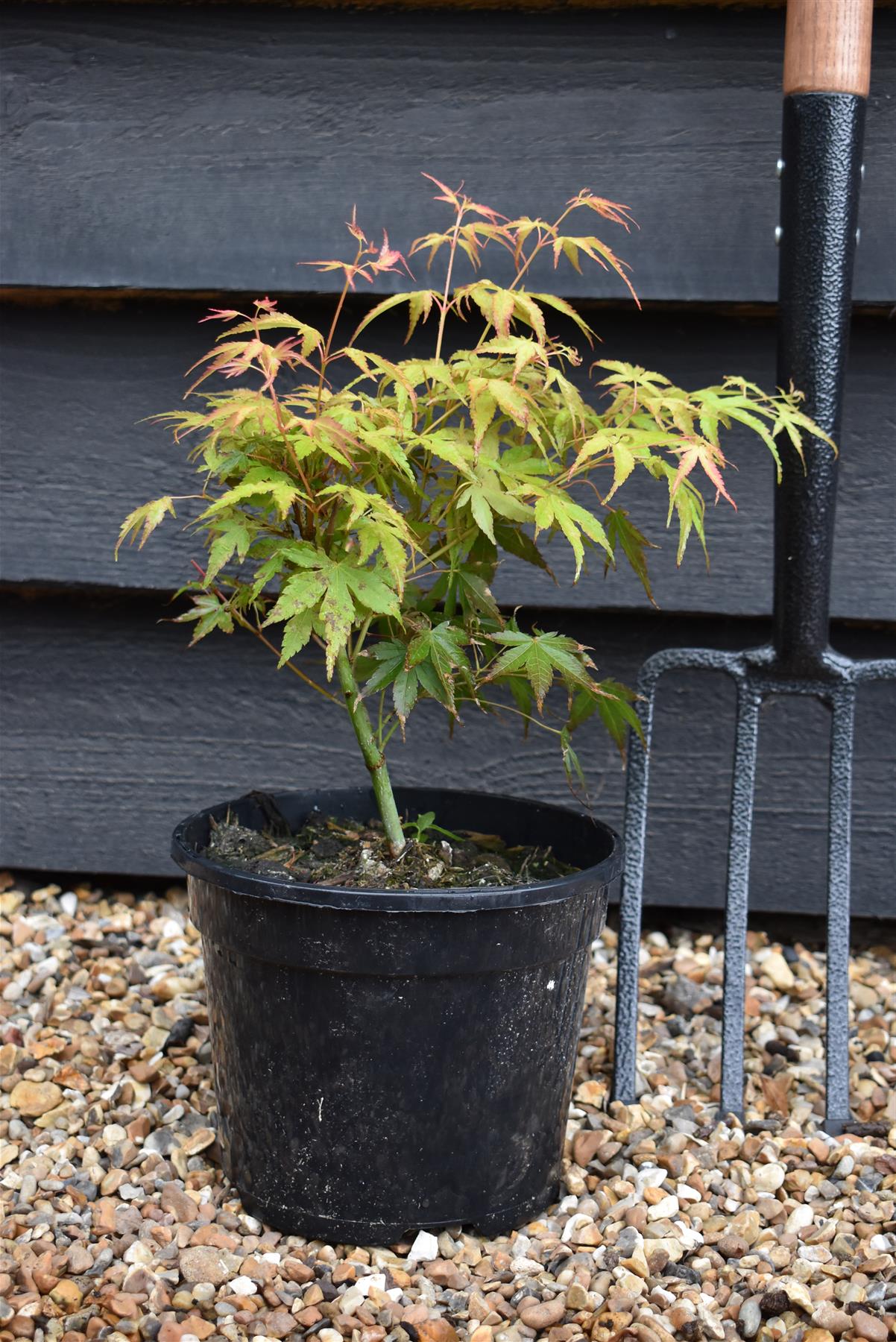 Acer palmatum 'Katsura' | Katsura Japanese Maple - Bushy - 20-40cm - 3lt