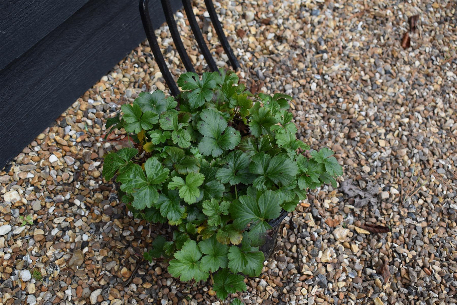 Barren Strawberry | Waldsteinia ternata - Ground cover shrub - Height Width 20-40cm - 5lt