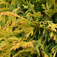 Thuja occidentalis - Yellow Ribbon - Bonsai - 230cm - 245lt