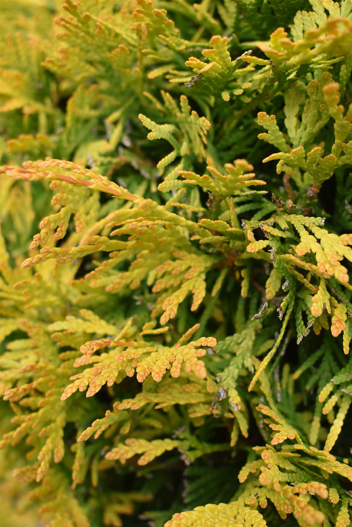 Thuja occidentalis - Yellow Ribbon - Bonsai - 230cm - 245lt