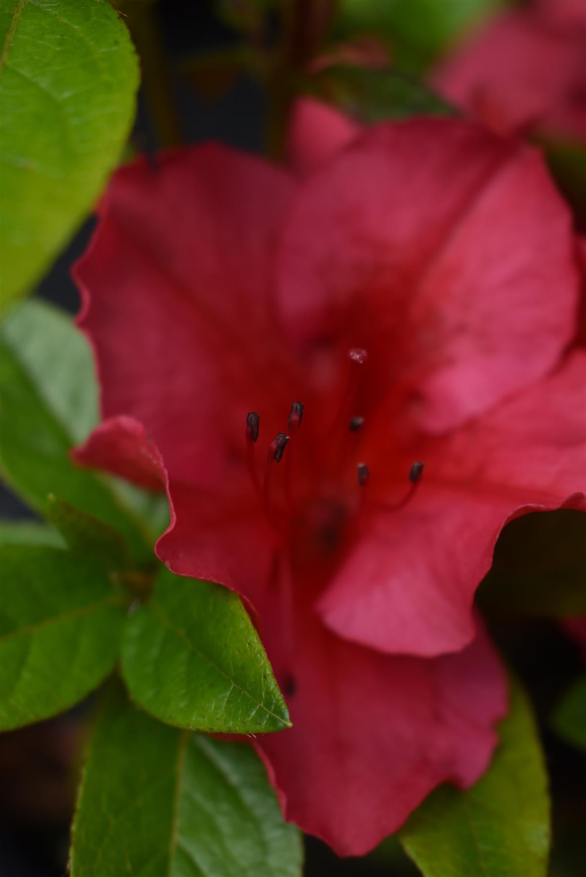 Azalea Japonica 'Vuyk's Scarlet' - 10-15cm - 3lt