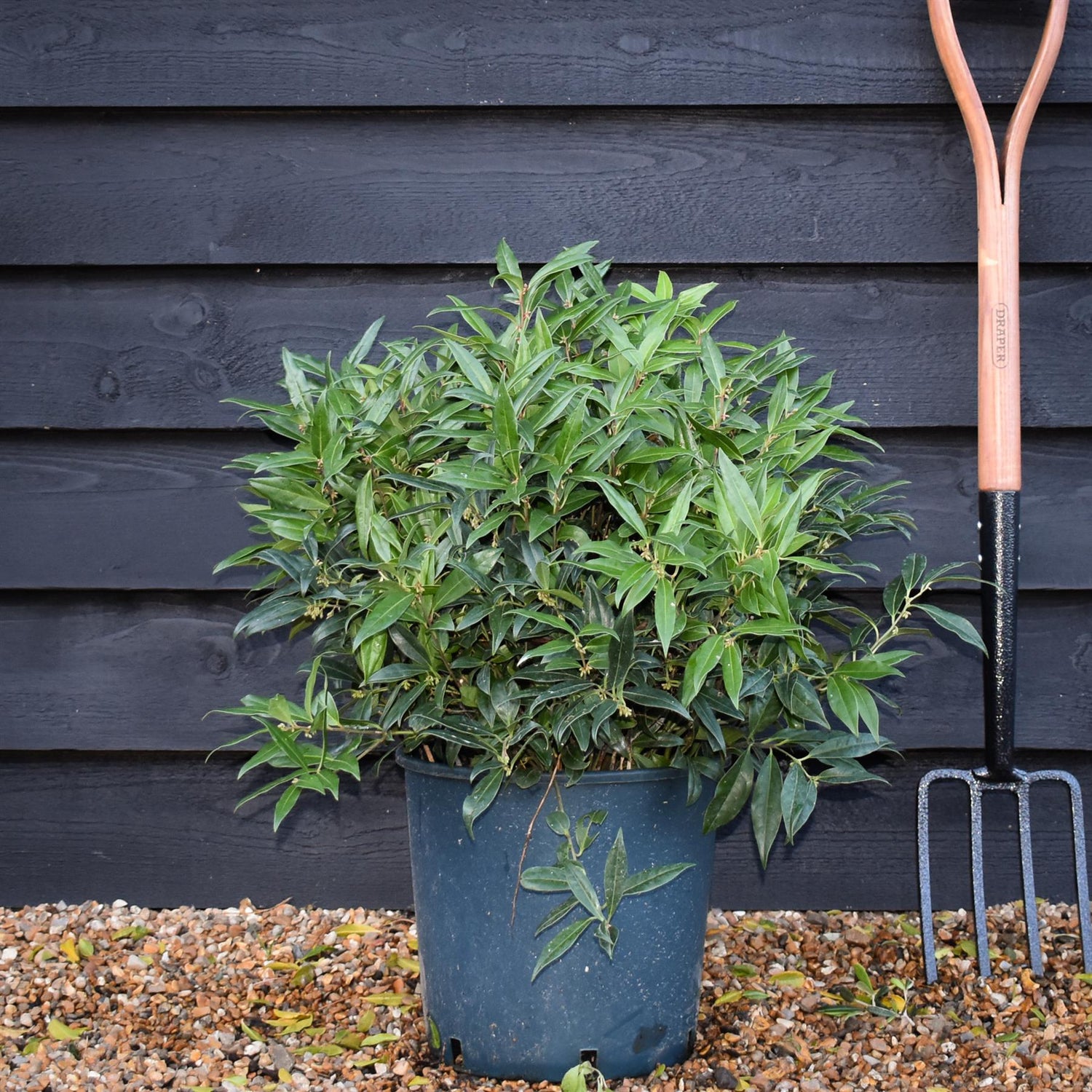 Sweet Box | Sarcococca hookeriana Winter Gem | Sweet Box - Shrub - 40-50cm - 12lt